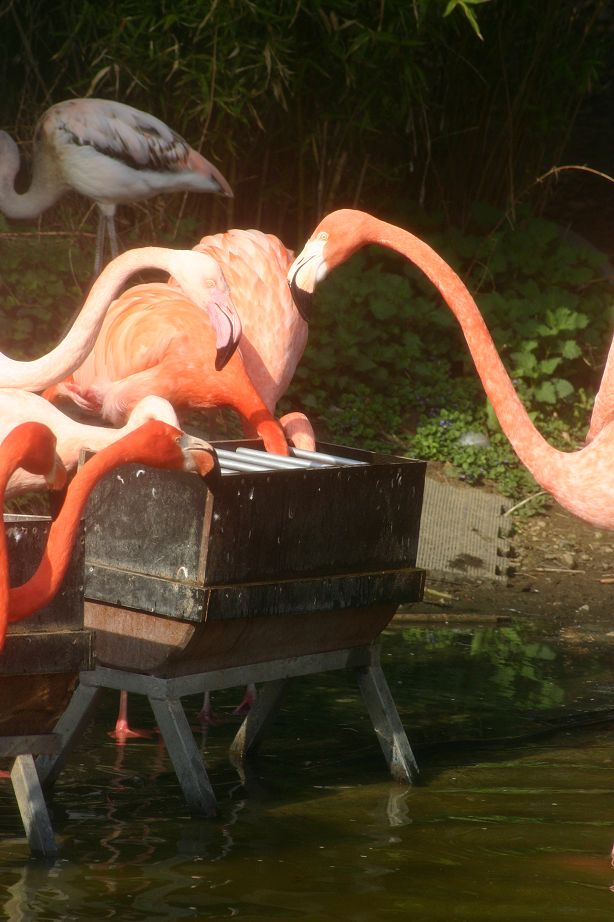 k-Zoo 274.jpg